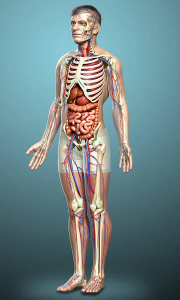 3Dは 男性の医療的に正確なイラストをレンダリング 内部器官 骨格および循環系 — ストック写真