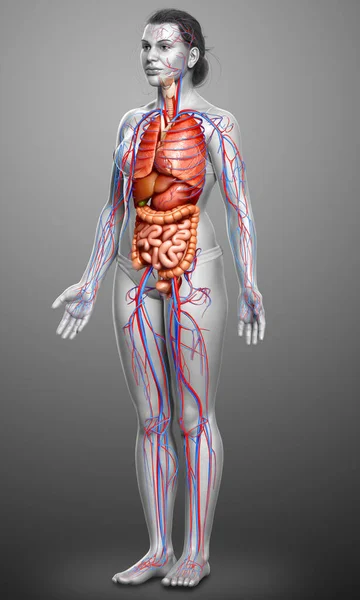 Kadın Organlarının Dolaşım Sisteminin Tıbben Doğru Bir Çizimi — Stok fotoğraf