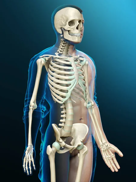 Rendered Medically Accurate Illustration Male Skeleton System — Stock Photo, Image