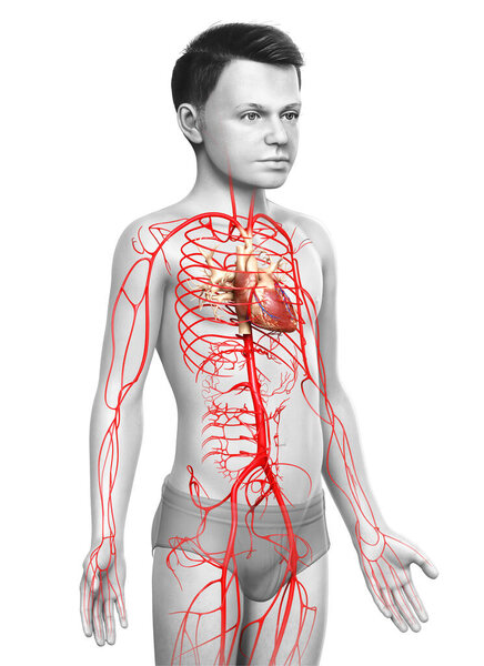 3d оказана медицинская точная иллюстрация молодых артерий мальчика

