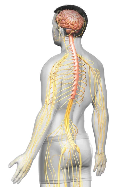 Renderizado Ilustración Médicamente Precisa Sistema Nervioso Masculino — Foto de Stock