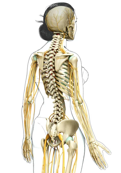 Medisch Nauwkeurige Illustratie Van Een Vrouwelijk Zenuwstelsel Skeletsysteem — Stockfoto