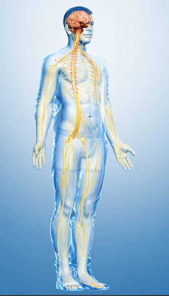 Reso Illustrazione Clinicamente Accurata Sistema Nervoso Maschile — Foto Stock