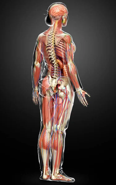 Czynione Medycznie Dokładne Kobiecej Anatomii — Zdjęcie stockowe