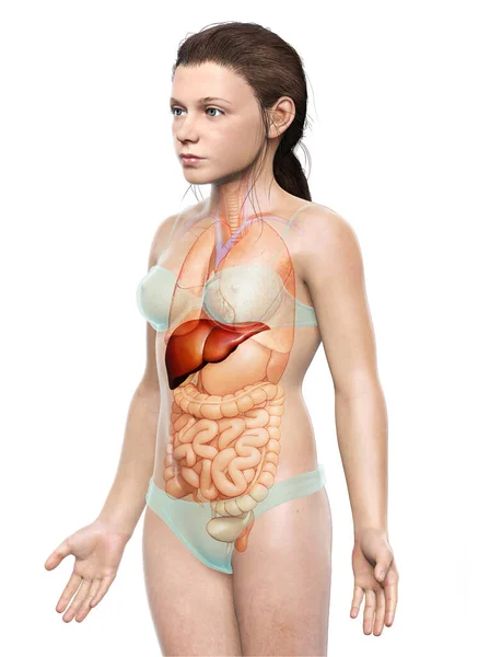 Weergegeven Medisch Nauwkeurige Illustratie Van Jong Meisje Lever Anatomie — Stockfoto