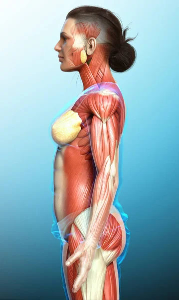 Reso Illustrazione Clinicamente Accurata Sistema Muscolare Femminile — Foto Stock