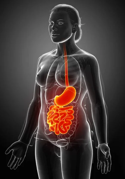 3Dレンダリング 女性の胃や小腸の医学的に正確なイラスト — ストック写真