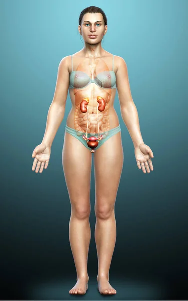 Renderizado Ilustración Médicamente Precisa Los Riñones Femeninos —  Fotos de Stock