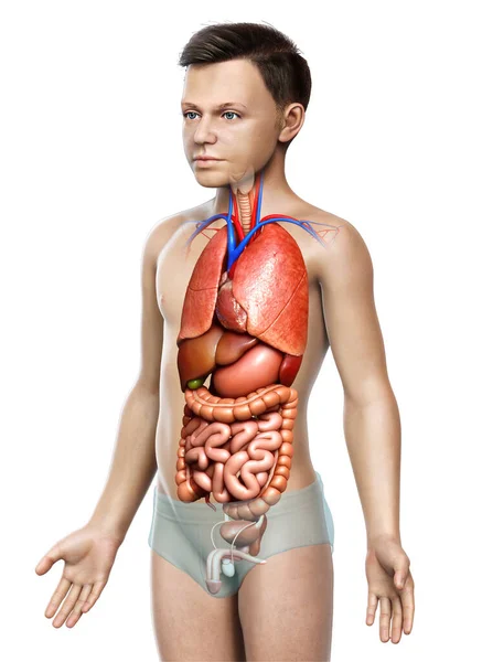 Gjorde Medicinskt Korrekt Illustration Pojke Inre Organ — Stockfoto