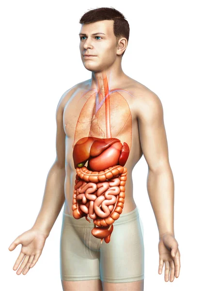 Renderizado Ilustración Médicamente Precisa Sistema Digestivo Masculino —  Fotos de Stock