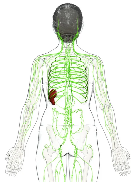 Provedení Lékařsky Přesné Ilustrace Ženského Lymfatického Systému — Stock fotografie