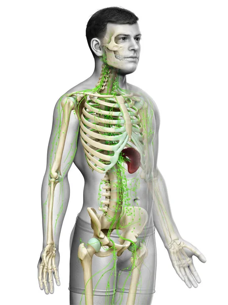 Gerenderte Medizinisch Genaue Darstellung Eines Männlichen Lymphsystems — Stockfoto