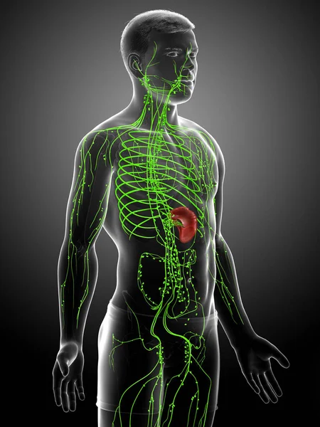 3D对男性淋巴系统进行了准确的医学描述 — 图库照片