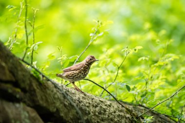 Canlı yeşil İngilizce park duvar şarkı ardıç kuşu