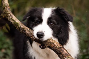 Kenar kömür ocağı köpek sopa ile