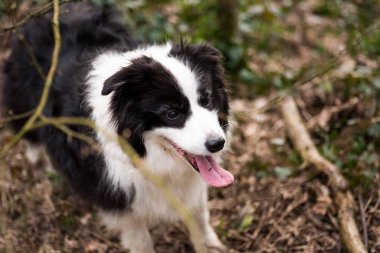 Ormandaki Border Collie köpek