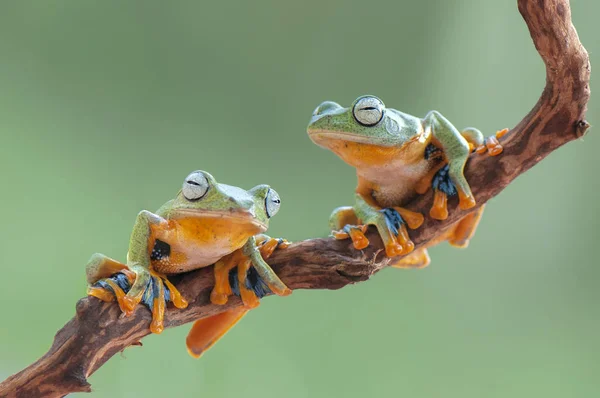 Twee kikkers op het hout — Stockfoto