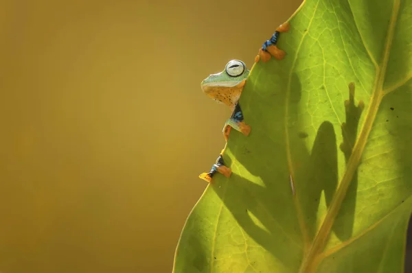 Kikker In de achtergrondverlichting — Stockfoto