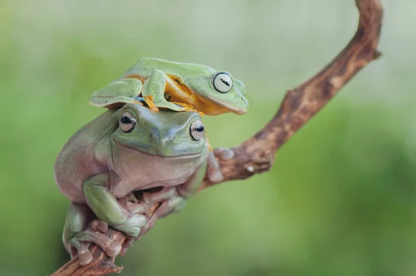 Dwie żaby gra — Zdjęcie stockowe