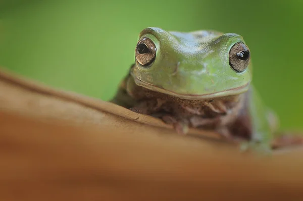 Kikker blijven in het bos — Stockfoto