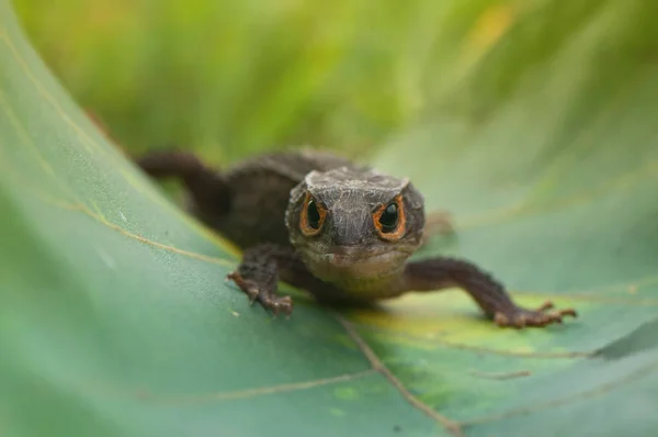 Frog Stay in the wood — Stock Photo, Image