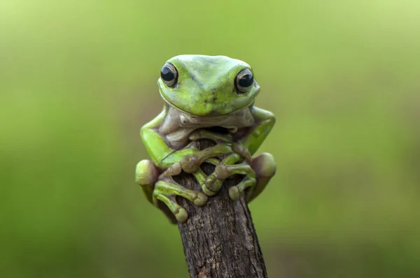 Kikker blijven in het bos — Stockfoto