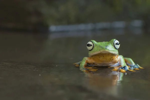 Żaba w drewnie — Zdjęcie stockowe