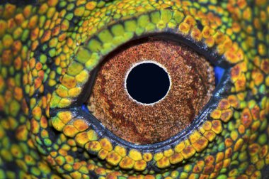 Göz Dragon ormanı kapatın