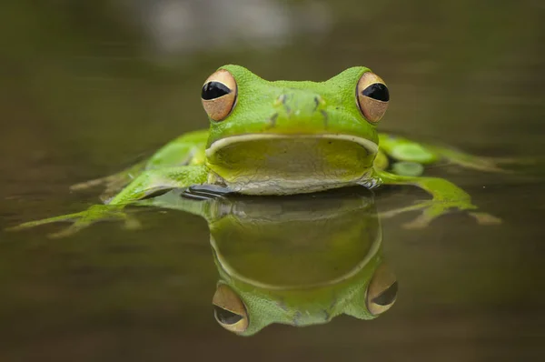 Frog Pływanie Wyglądają Połowy Ciała — Zdjęcie stockowe