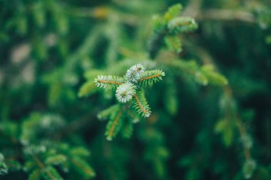 çam dalları arka plan