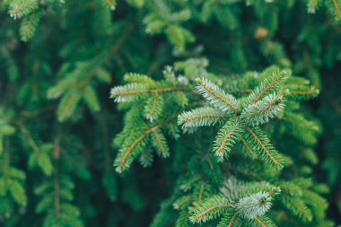 çam dalları arka plan