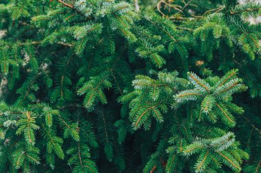 çam dalları arka plan