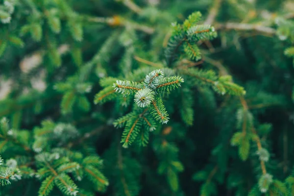 çam dalları arka plan