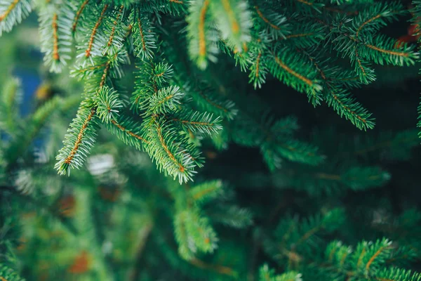 çam dalları arka plan