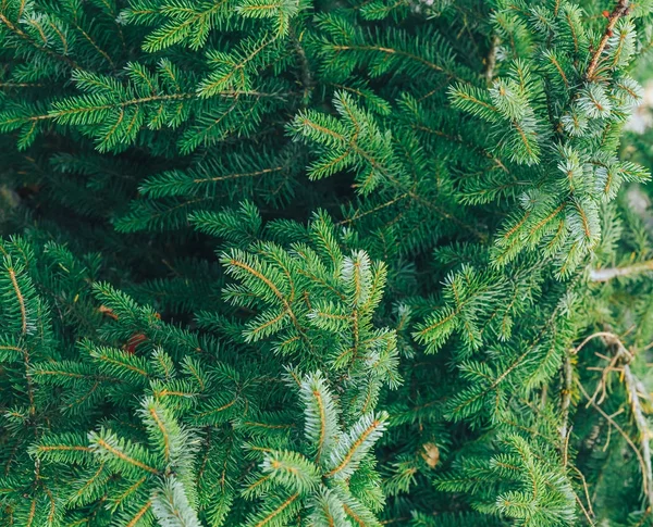 çam dalları arka plan