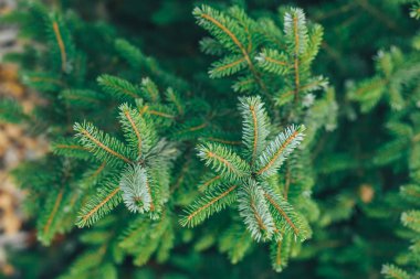 çam dalları arka plan