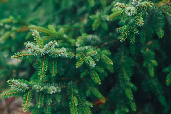 çam dalları arka plan