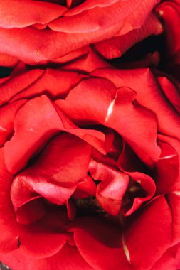  yakın çekim, gül yaprakları