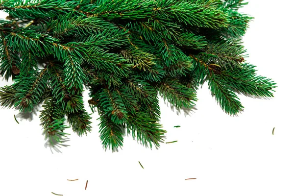 クリスマスツリーの枝 白地に針葉樹 — ストック写真
