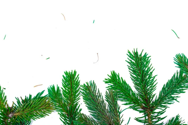 圣诞树的枝条 白色背景的针叶树 — 图库照片