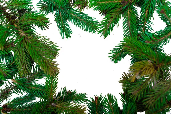 圣诞树的枝条 白色背景的针叶树 — 图库照片