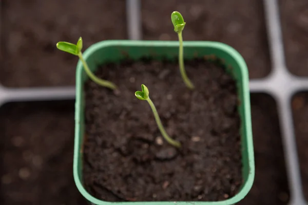 Young Grass Sprouts Ready Planting Concept Gardening Seedlings Pots — Stock Photo, Image