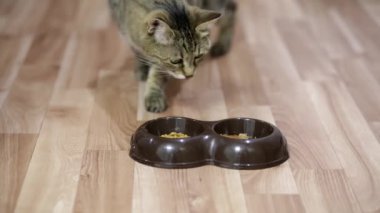 Kedi akşam yemeğine geldi. Kedi tabakta yemek yiyor.