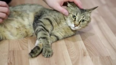 Erkek ellerinin kediyi okşadığı yakın plan. Kediler için masaj. Bir adam kedisini okşar. Bir evcil hayvanın aşkı.