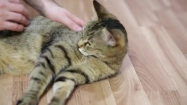 Erkek ellerinin kediyi okşadığı yakın plan. Kediler için masaj. Bir adam kedisini okşar. Bir evcil hayvanın aşkı.