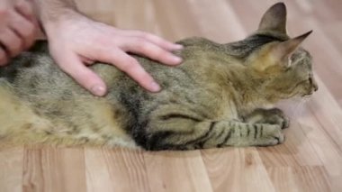 Erkek ellerinin kediyi okşadığı yakın plan. Kediler için masaj. Bir adam kedisini okşar. Bir evcil hayvanın aşkı.