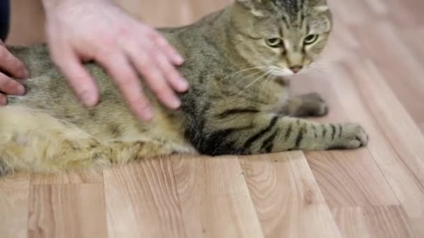 雄性手的特写抚摸着一只猫 给猫按摩 一个人抚摸他的猫 对宠物的爱 — 图库视频影像