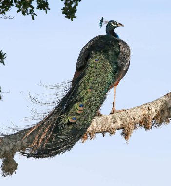 on ağacının peacock