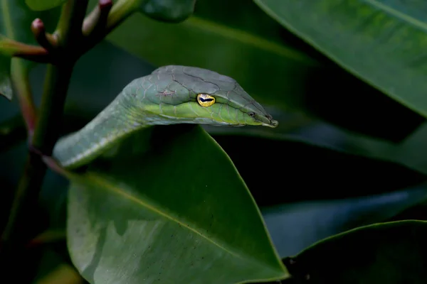 Pretty green snake — Stock Photo, Image