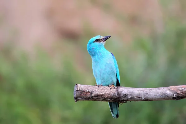 Bluebird no ramo — Fotografia de Stock